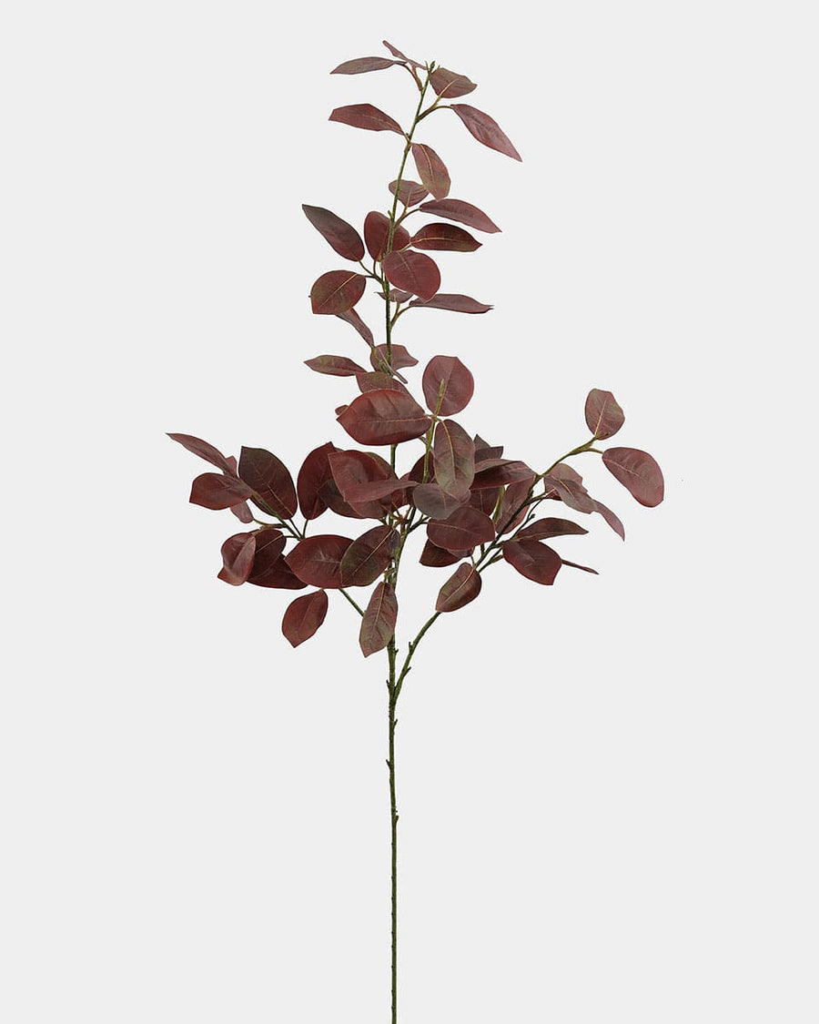 Burgundy Smoketree Foliage